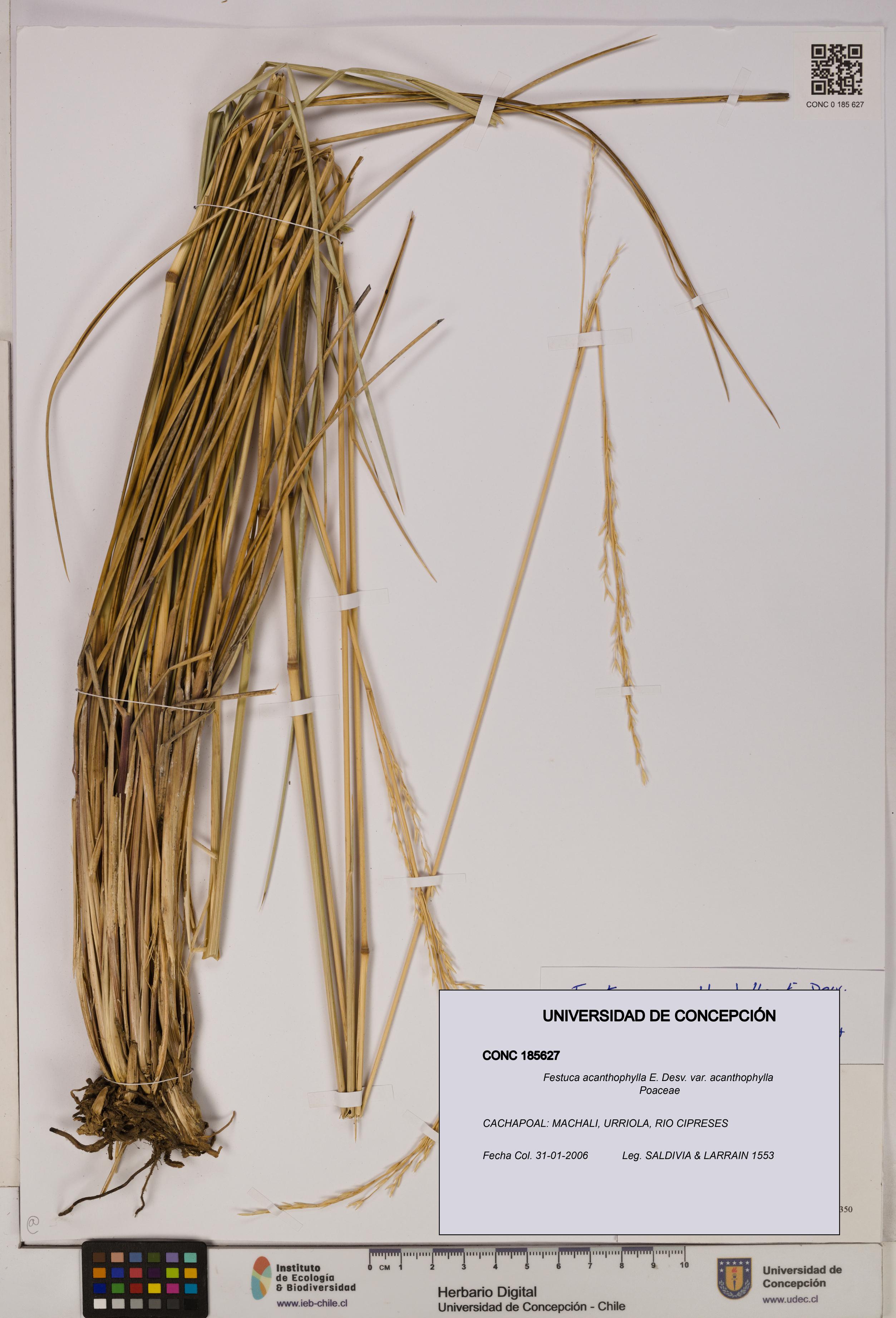 Festuca acanthophylla [Espécimen: UDEC:CONC:0185627]