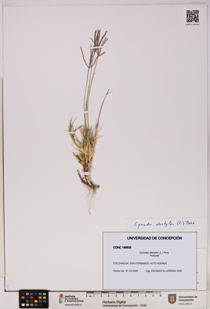 Cynodon dactylon [Espécimen: UDEC:CONC:0185635]