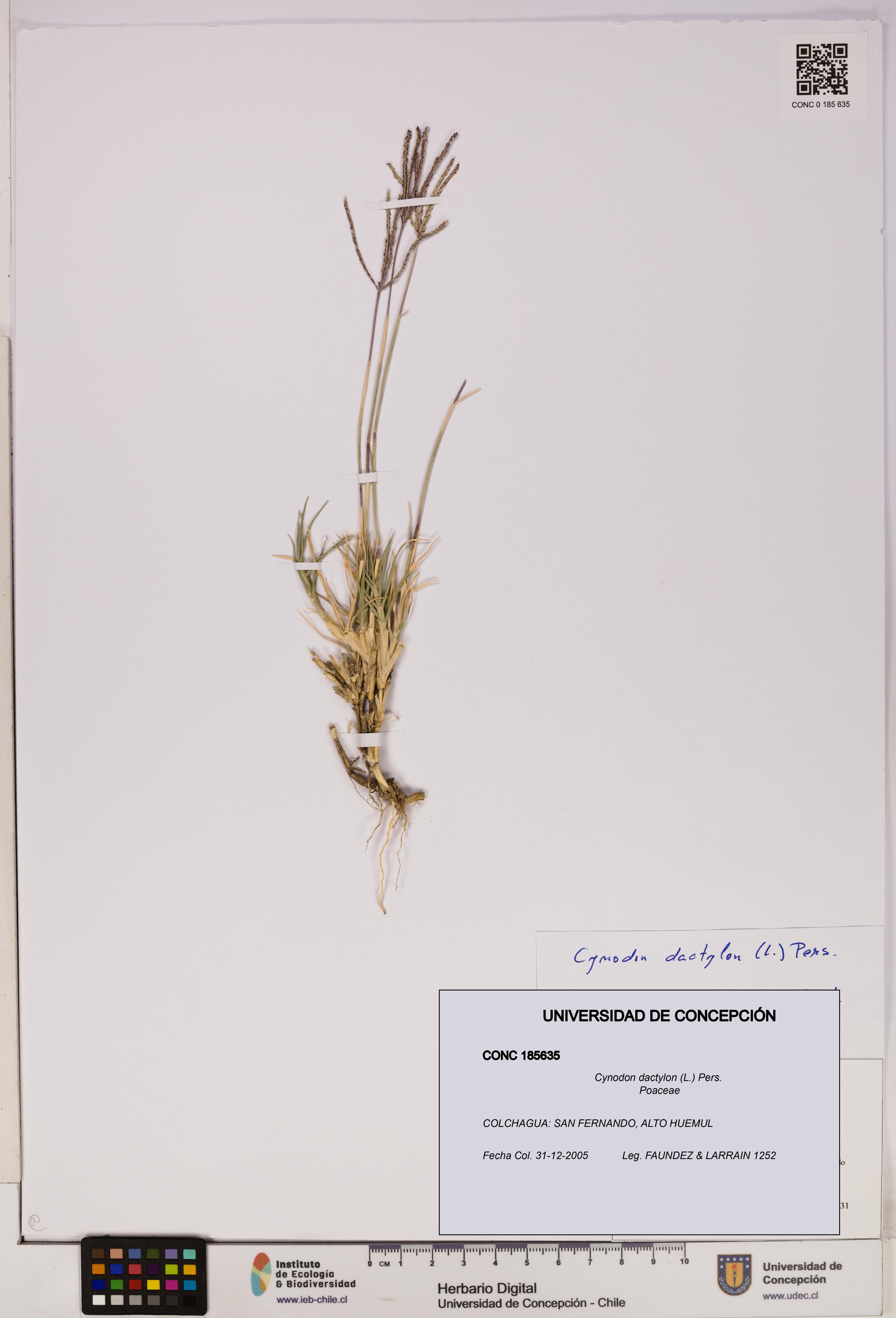 Cynodon dactylon [Espécimen: UDEC:CONC:0185635]