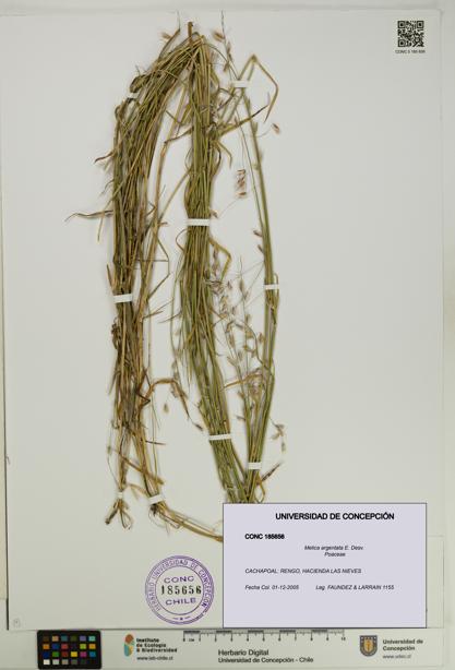 Melica argentata [Espécimen: UDEC:CONC:0185656]