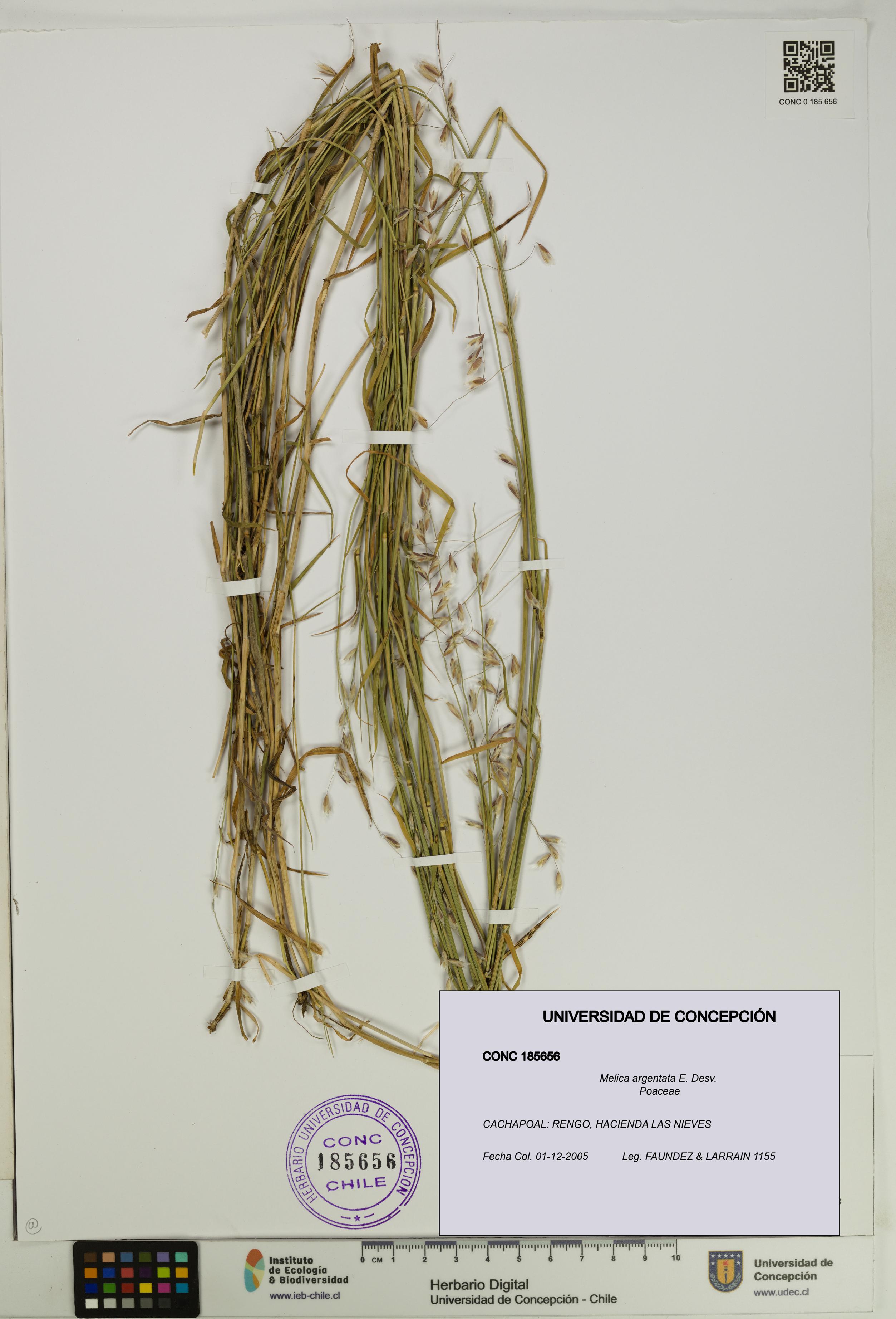 Melica argentata [Espécimen: UDEC:CONC:0185656]