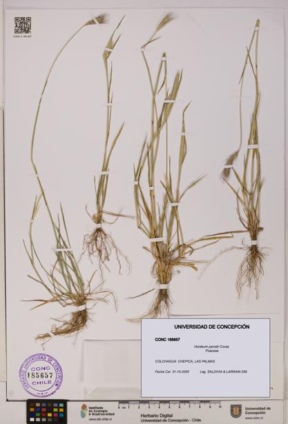 Hordeum parodii [Espécimen: UDEC:CONC:0185657]