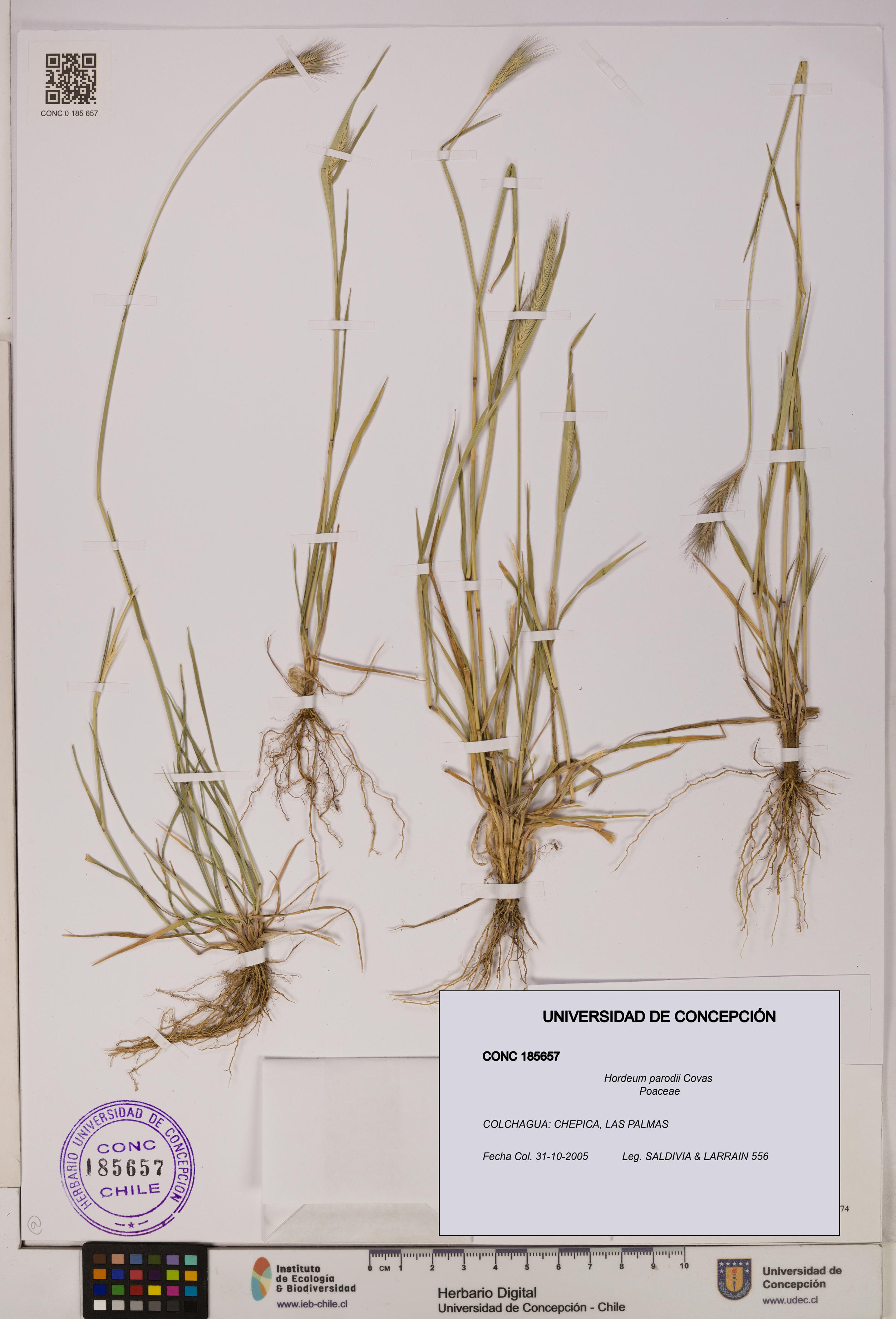 Hordeum parodii [Espécimen: UDEC:CONC:0185657]