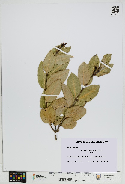 Cryptocarya alba [Espécimen: UDEC:CONC:0185670]