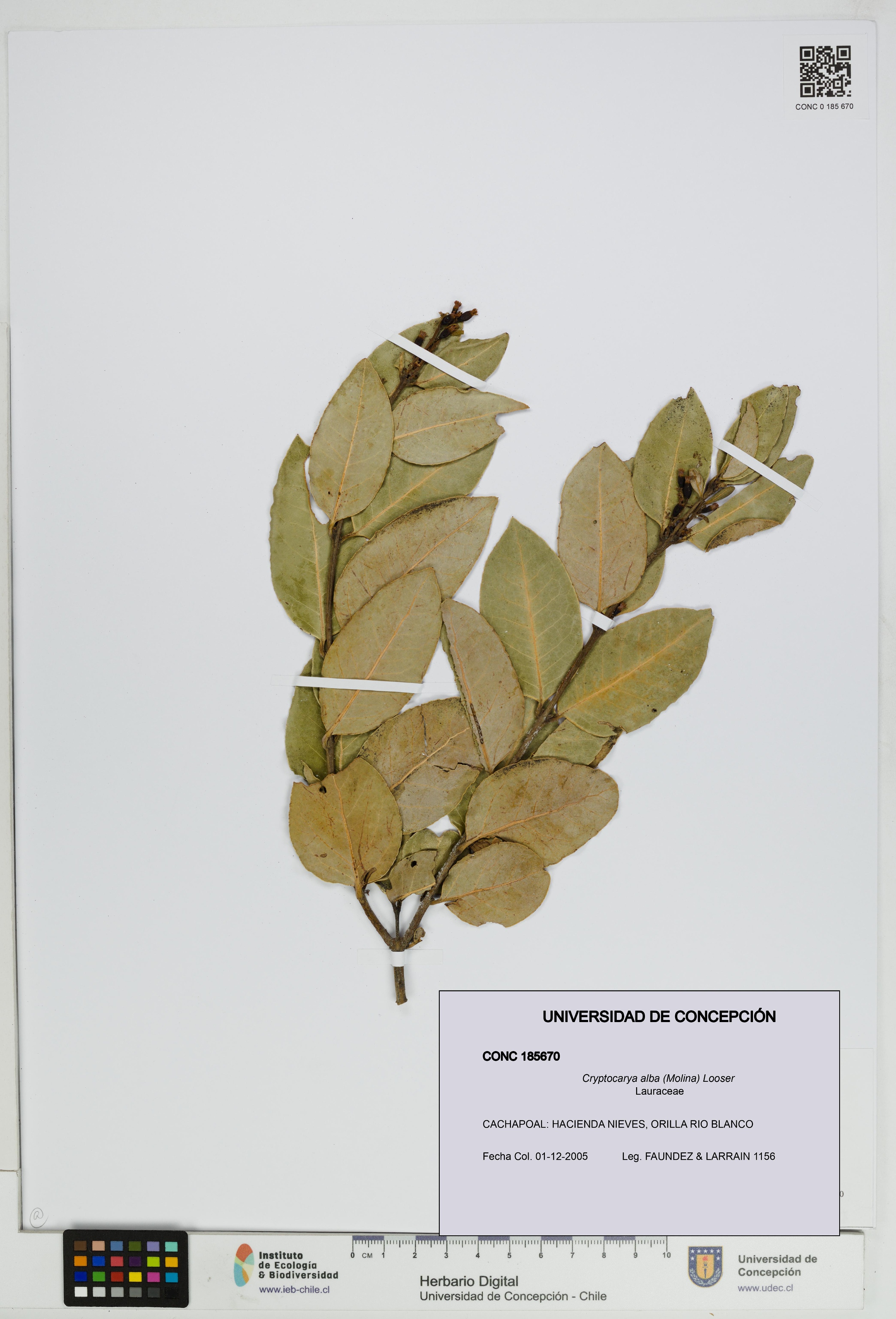 Cryptocarya alba [Espécimen: UDEC:CONC:0185670]