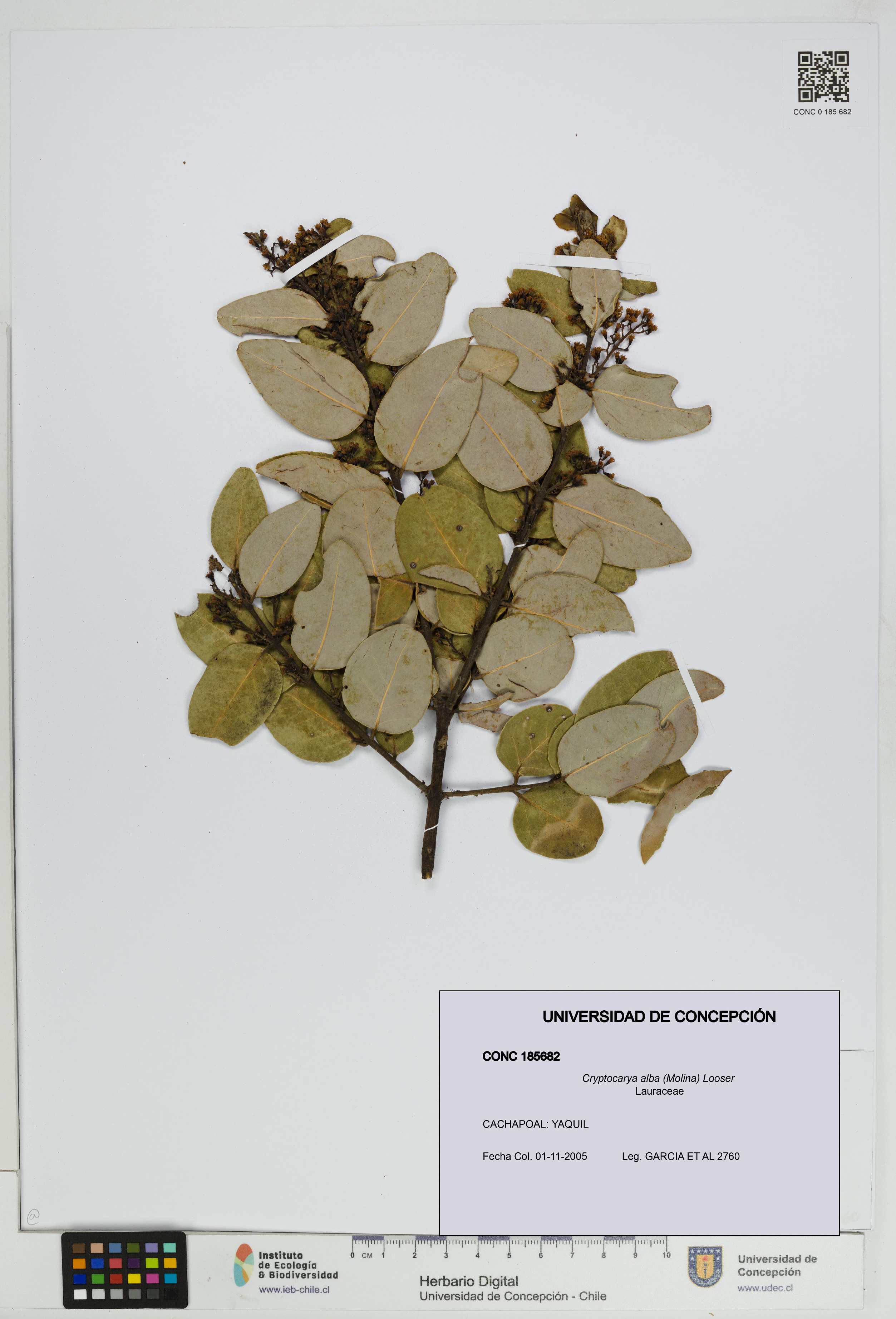 Cryptocarya alba [Espécimen: UDEC:CONC:0185682]