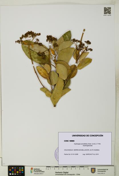 Hydrangea serratifolia [Espécimen: UDEC:CONC:0185683]