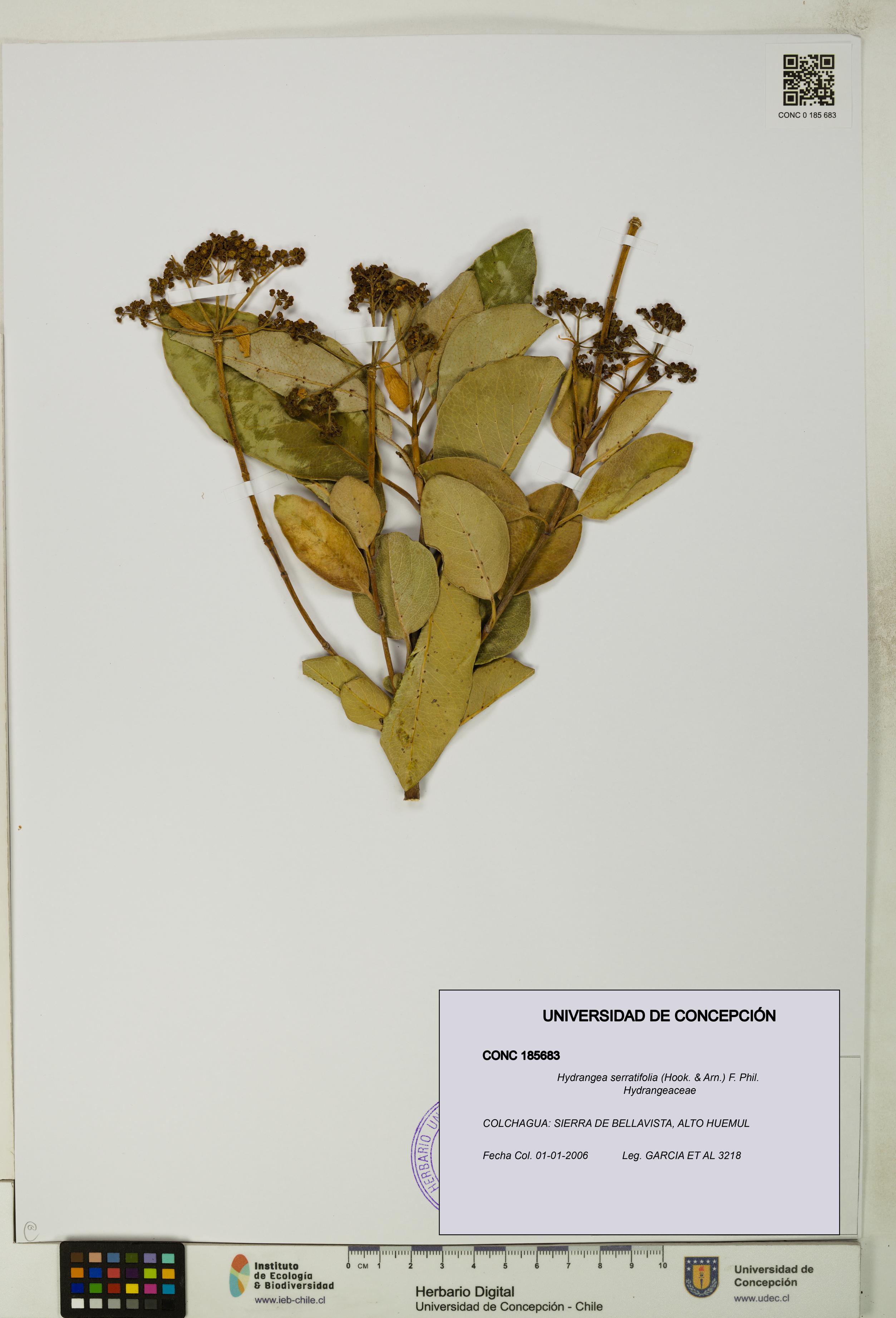 Hydrangea serratifolia [Espécimen: UDEC:CONC:0185683]