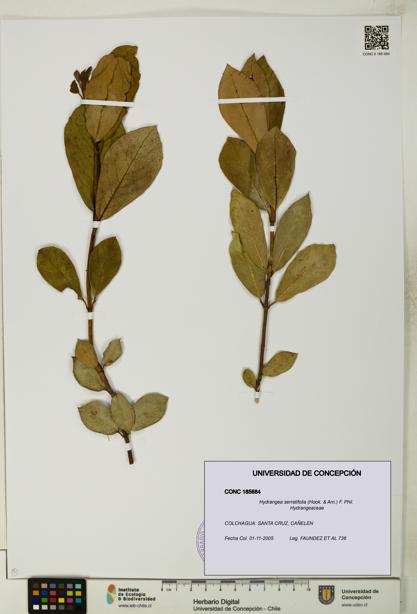 Hydrangea serratifolia [Espécimen: UDEC:CONC:0185684]