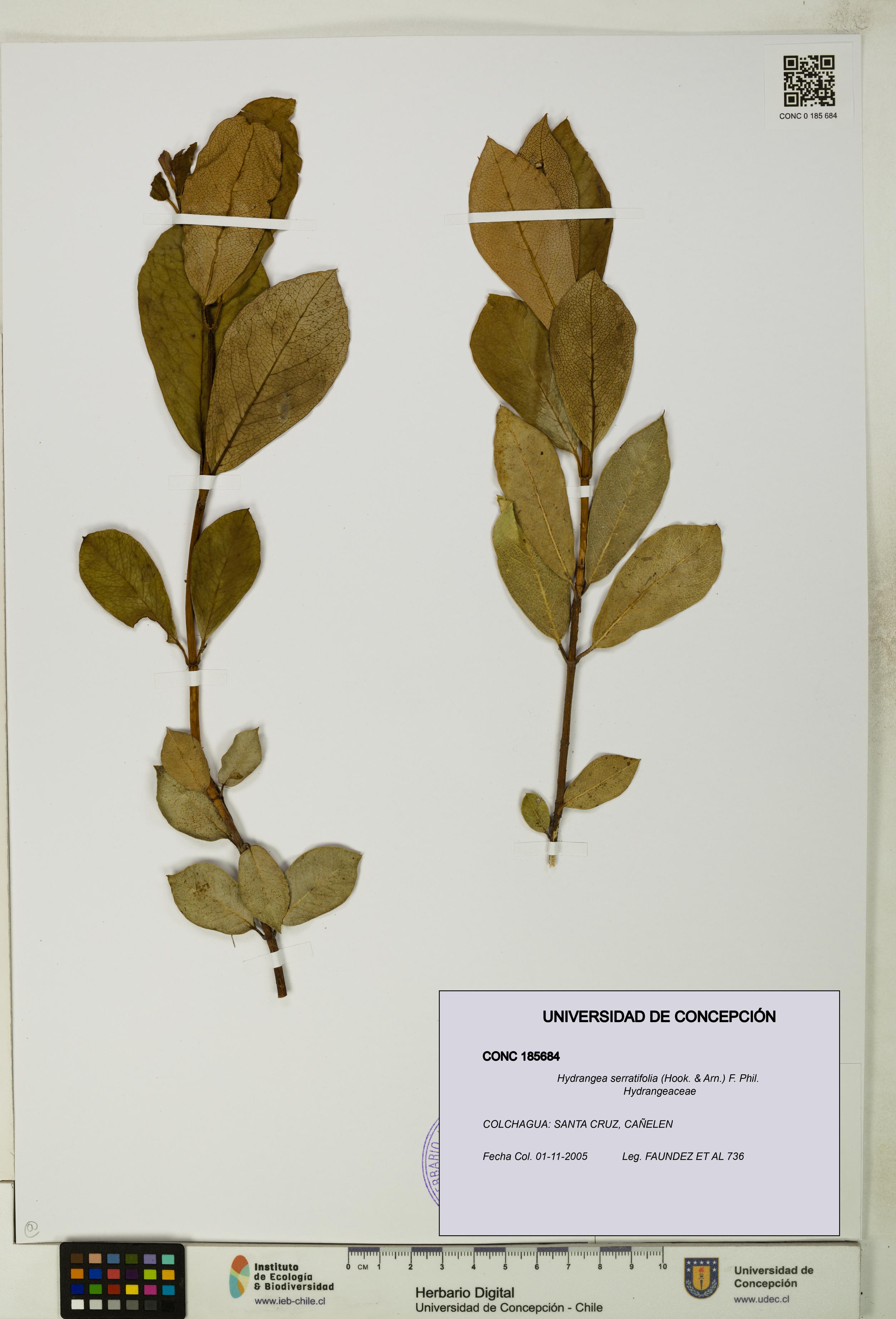 Hydrangea serratifolia [Espécimen: UDEC:CONC:0185684]