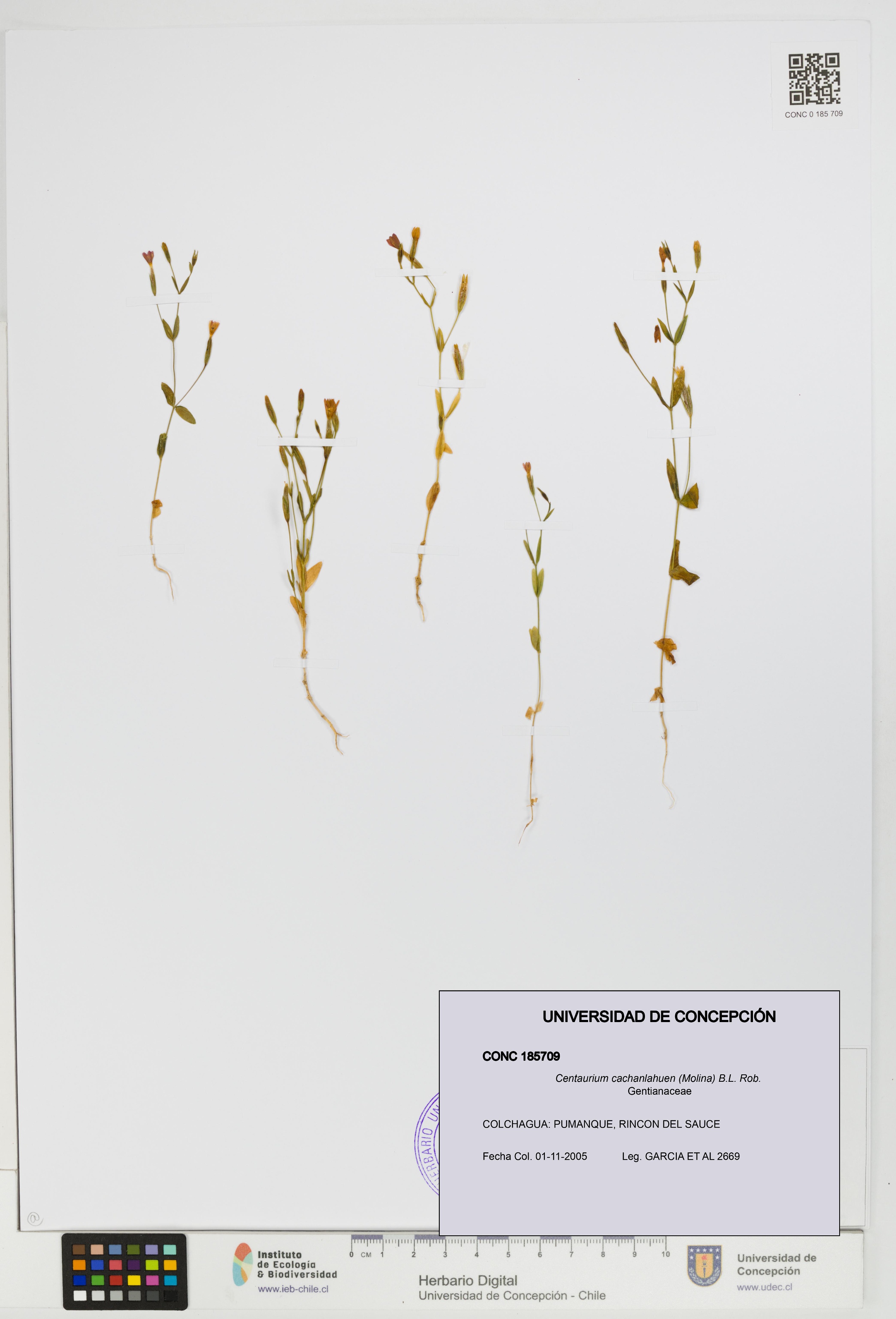 Centaurium cachanlahuen [Espécimen: UDEC:CONC:0185709]
