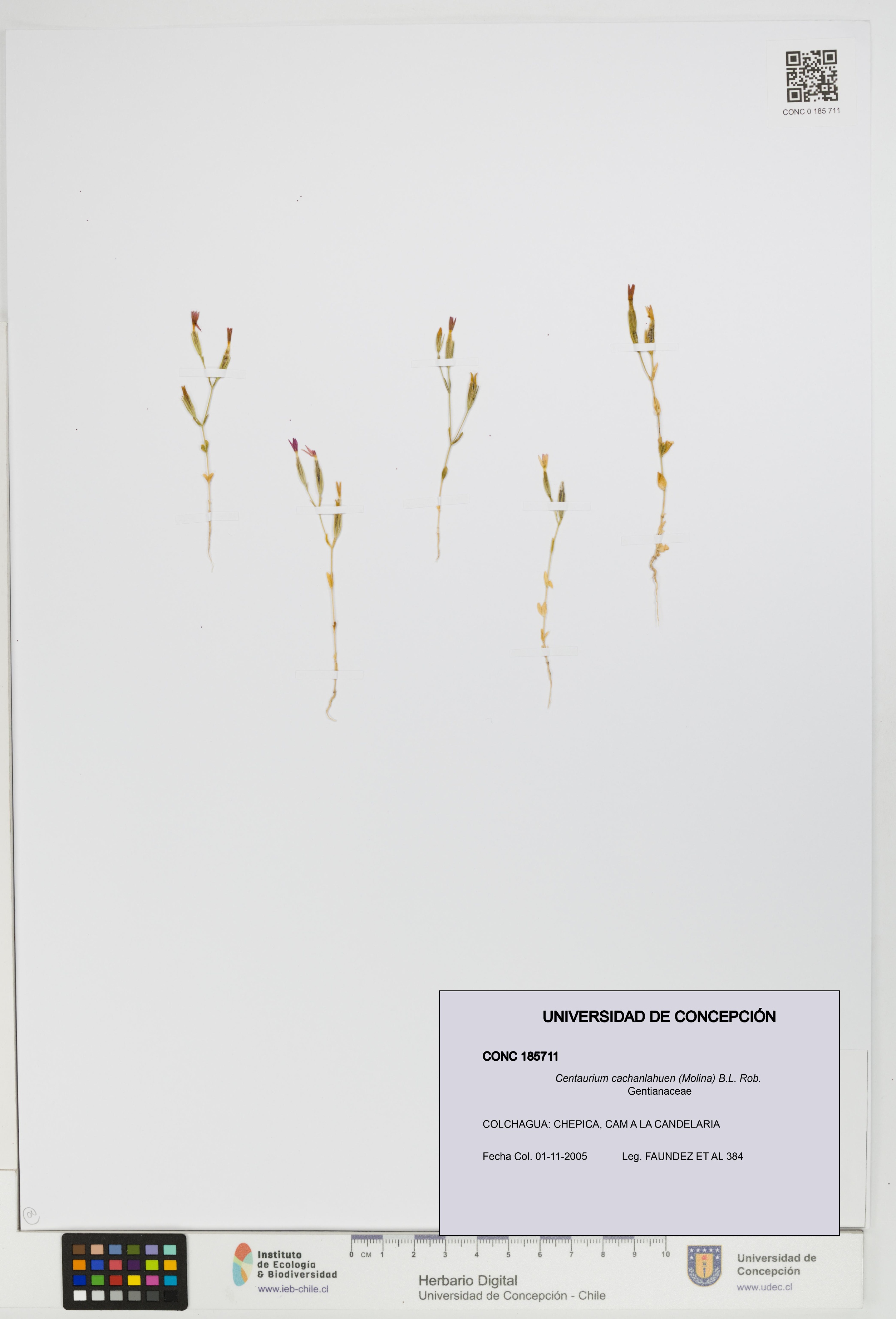 Centaurium cachanlahuen [Espécimen: UDEC:CONC:0185711]