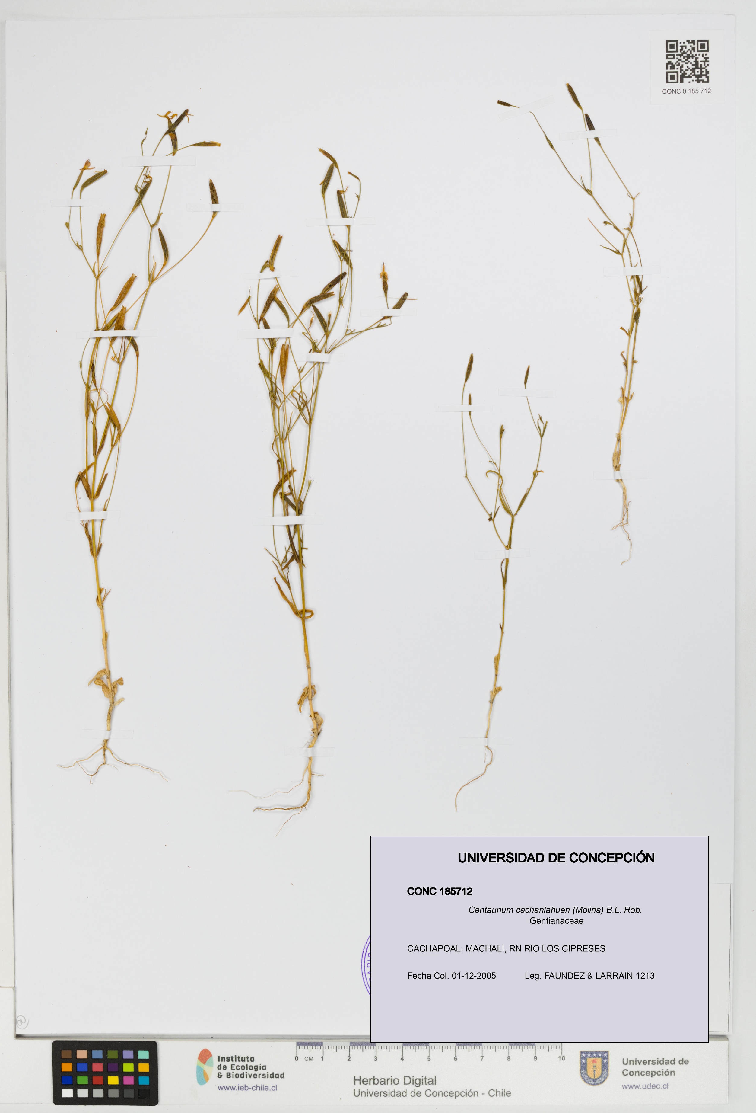 Centaurium cachanlahuen [Espécimen: UDEC:CONC:0185712]