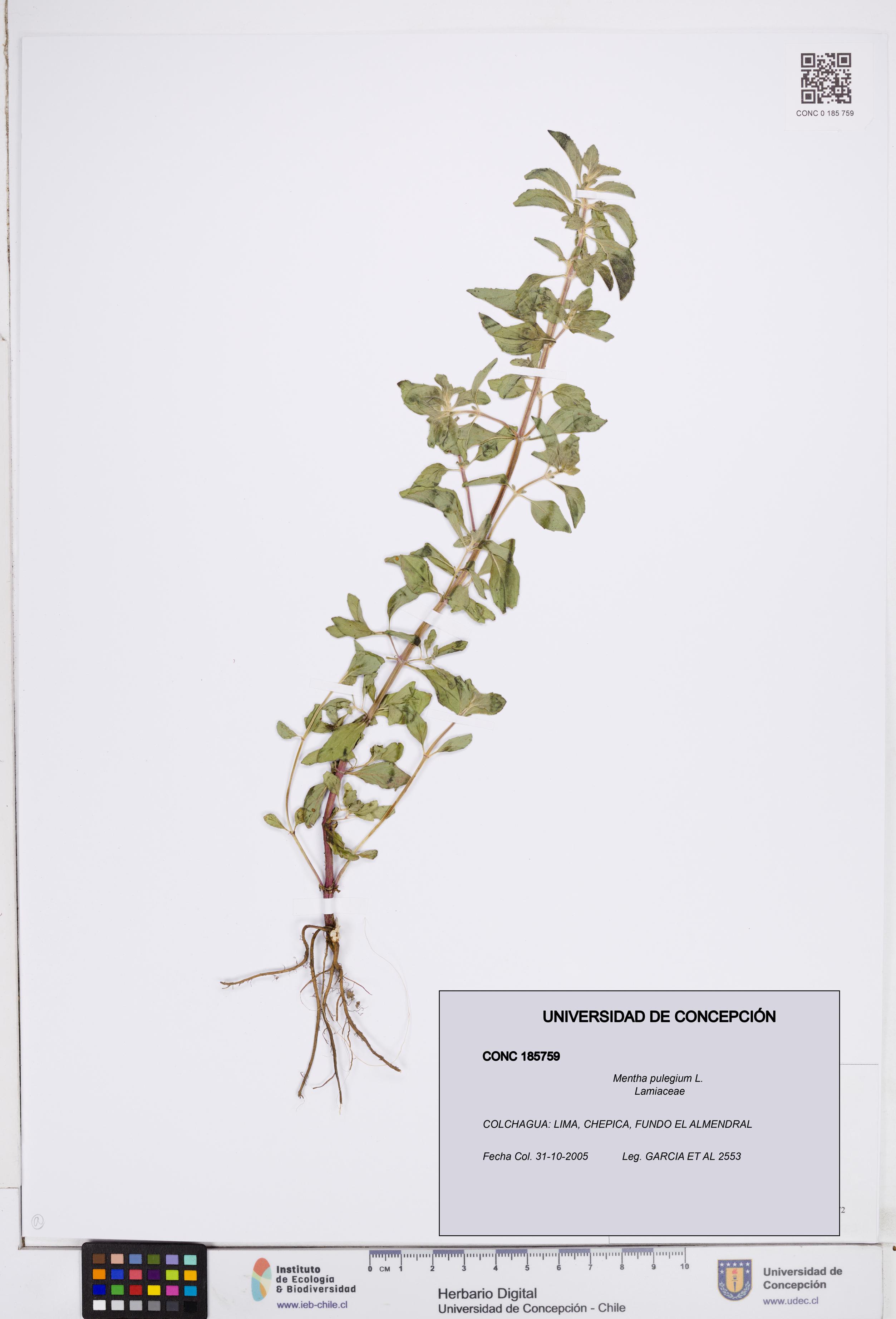 Mentha pulegium [Espécimen: ]