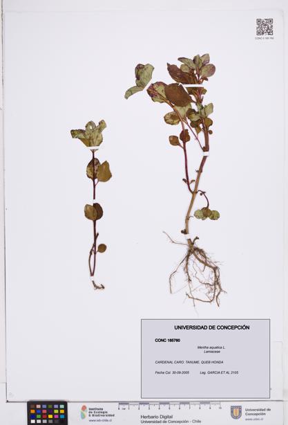 Mentha aquatica [Espécimen: ]