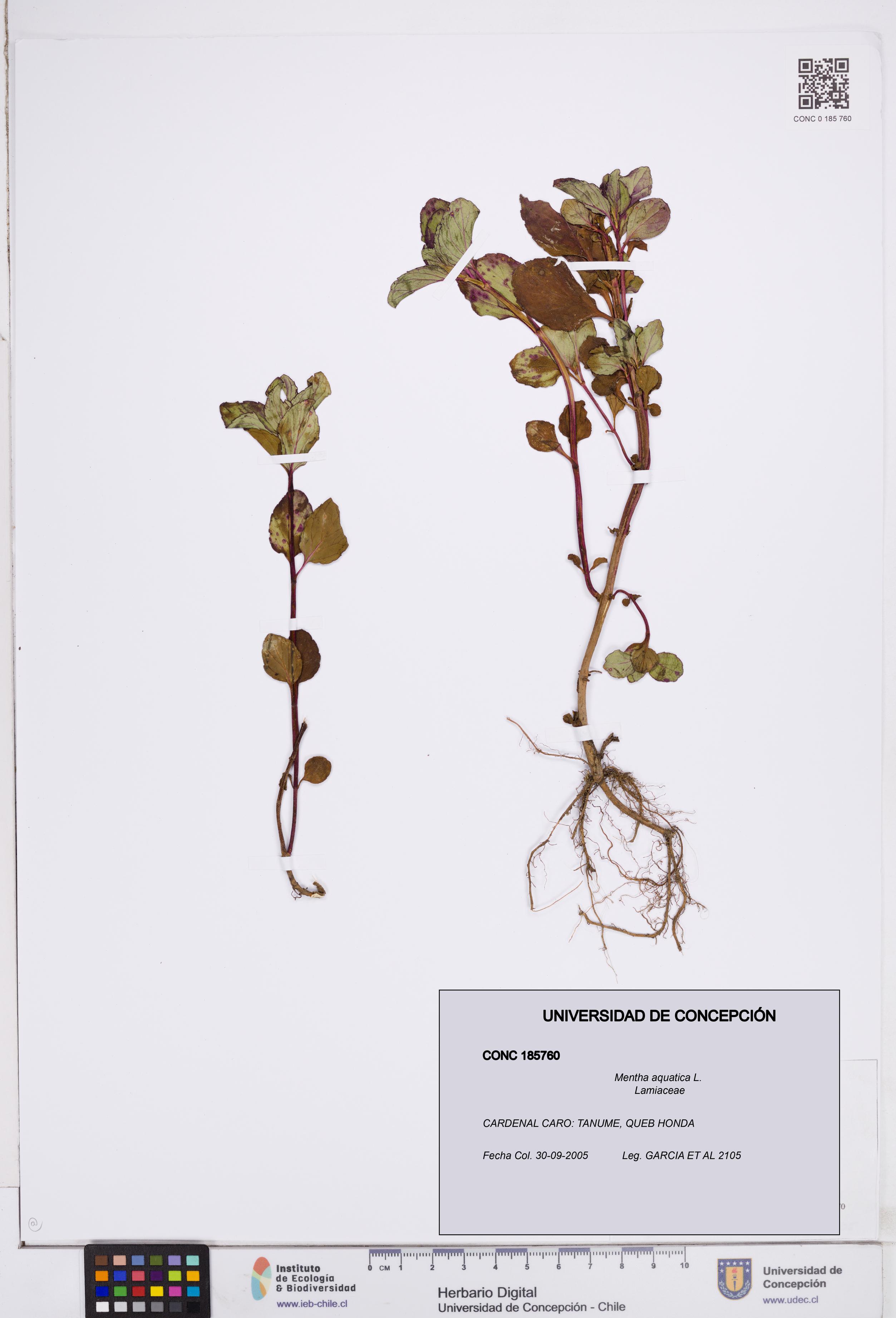 Mentha aquatica [Espécimen: ]
