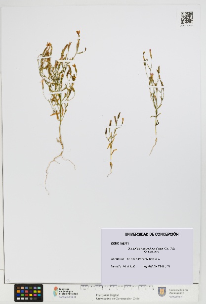 Centaurium cachanlahuen [Espécimen: UDEC:CONC:0185771]