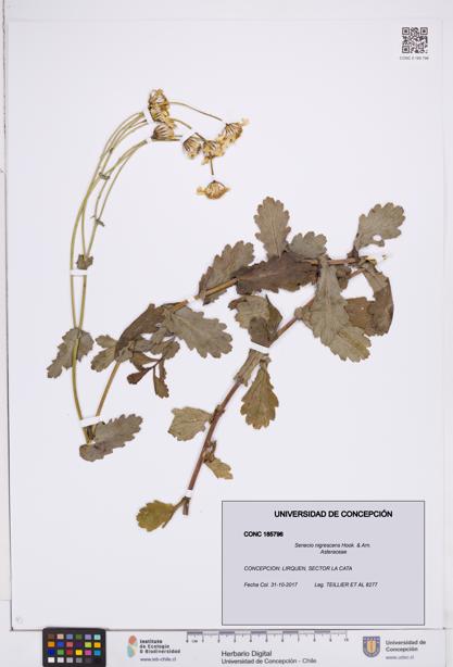 Senecio nigrescens [Espécimen: ]