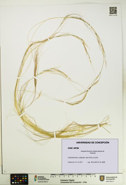Nassella filiculmis [Espécimen: UDEC:CONC:0185798]