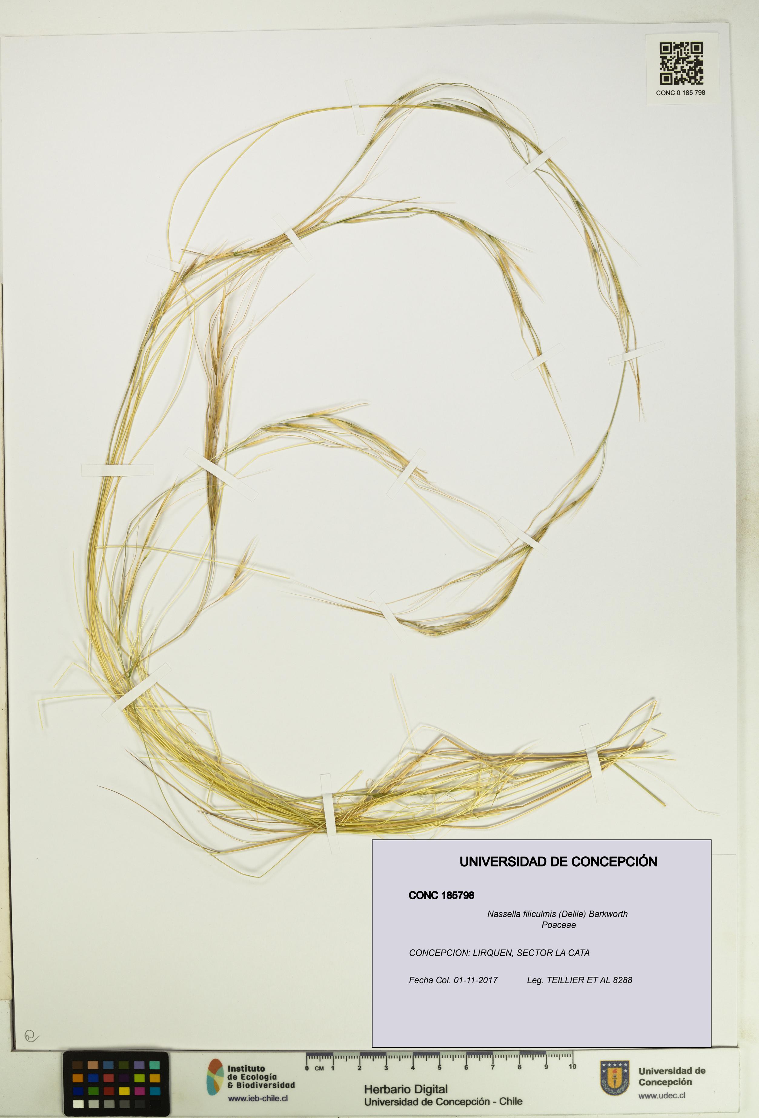 Nassella filiculmis [Espécimen: UDEC:CONC:0185798]