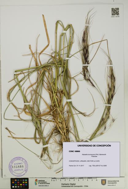 Nassella duriuscula [Espécimen: UDEC:CONC:0185800]