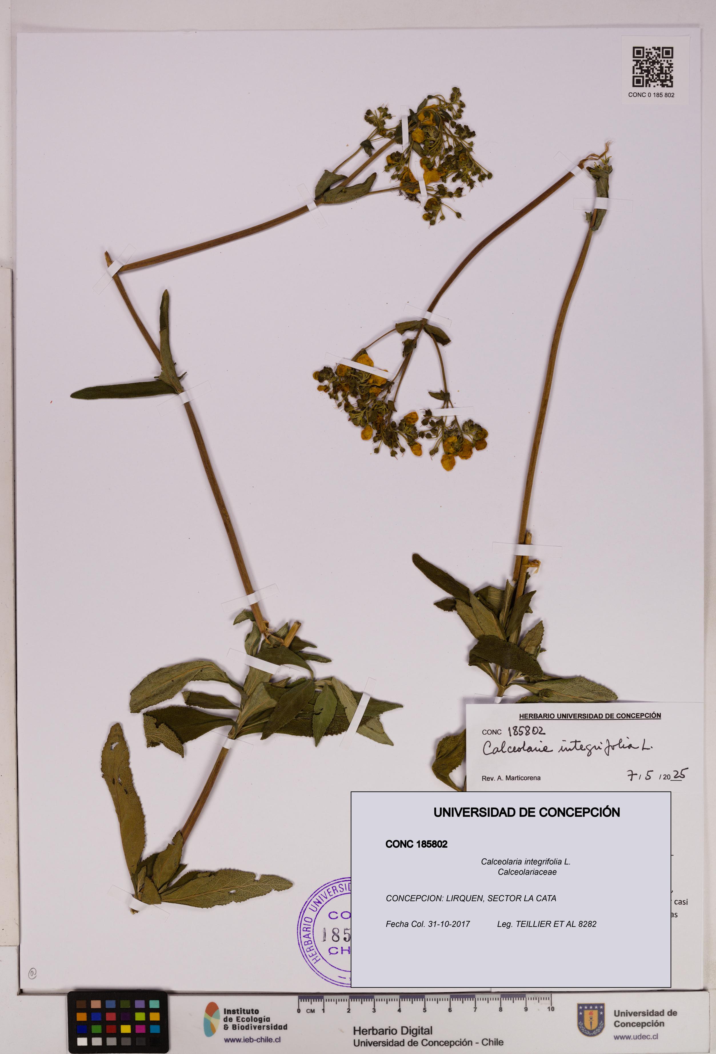 Calceolaria integrifolia [Espécimen: UDEC:CONC:0185802]
