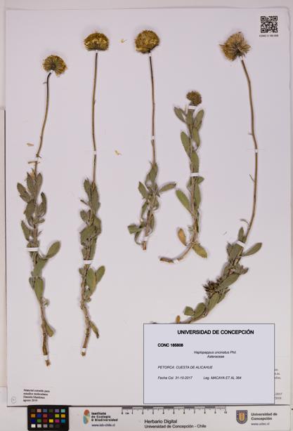 Haplopappus uncinatus [Espécimen: UDEC:CONC:0185808]