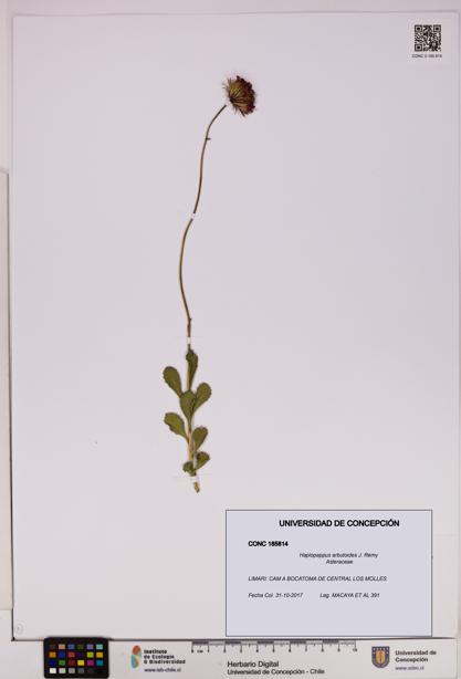 Haplopappus arbutoides [Espécimen: UDEC:CONC:0185814]