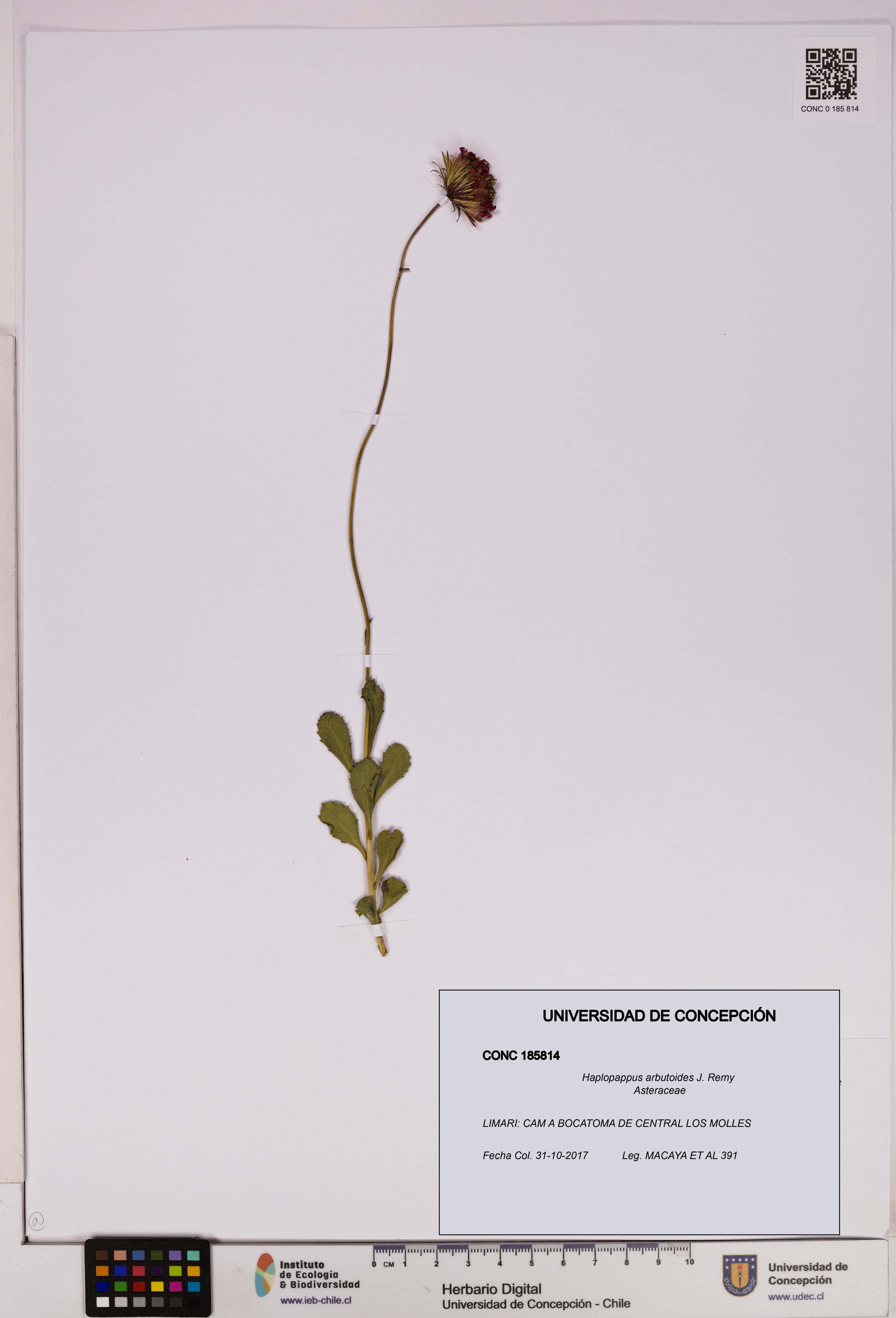 Haplopappus arbutoides [Espécimen: UDEC:CONC:0185814]
