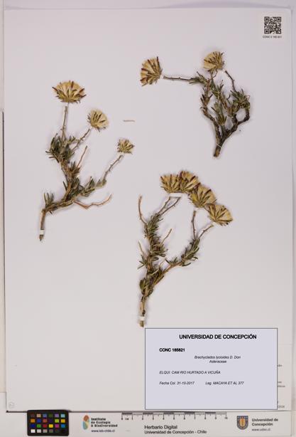 Brachyclados lycioides [Espécimen: ]