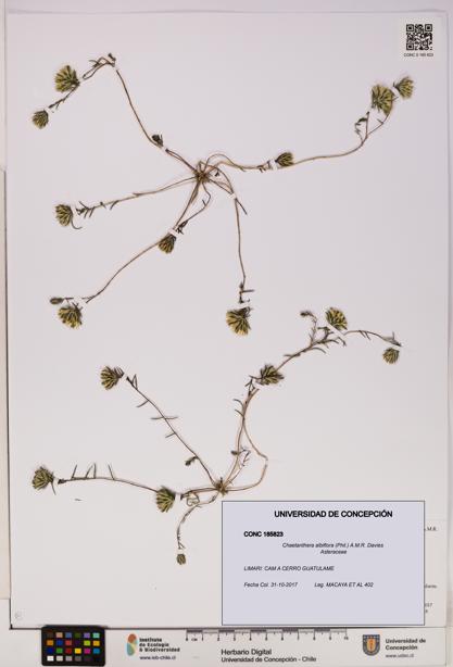 Chaetanthera albiflora [Espécimen: UDEC:CONC:0185823]