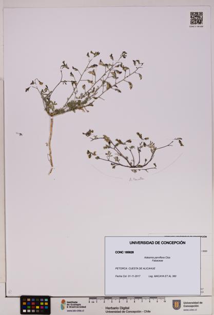 Adesmia parviflora [Espécimen: UDEC:CONC:0185828]