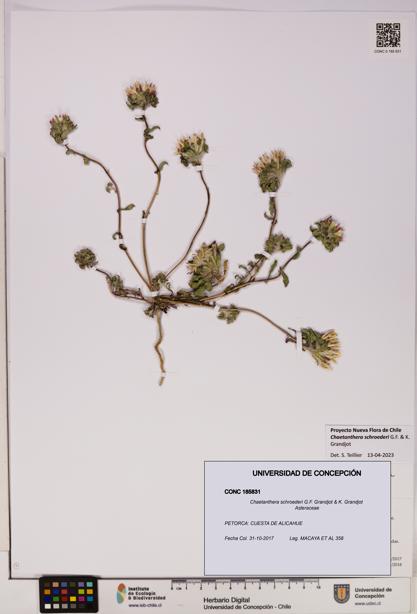 Chaetanthera schroederi [Espécimen: UDEC:CONC:0185831]