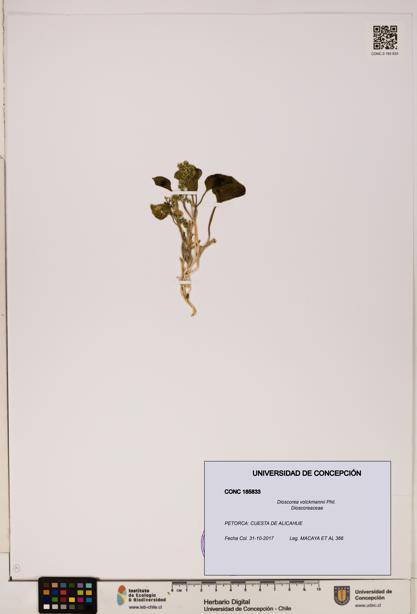 Dioscorea volckmannii [Espécimen: ]