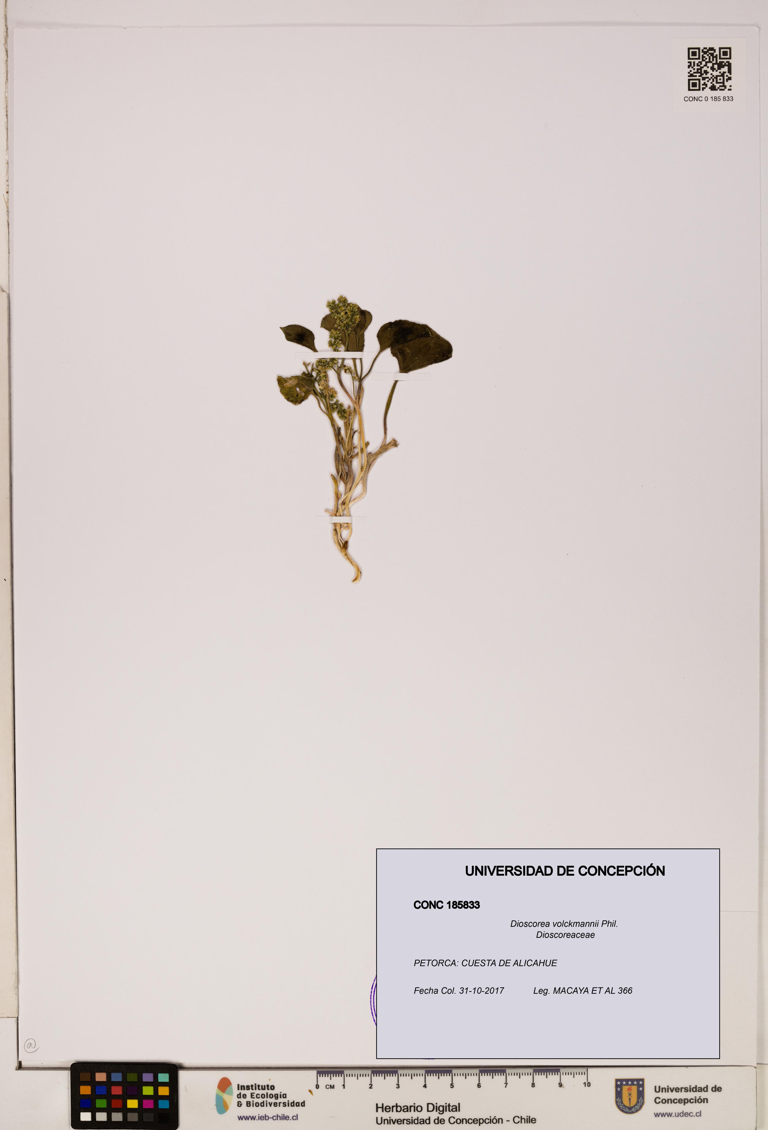Dioscorea volckmannii [Espécimen: ]