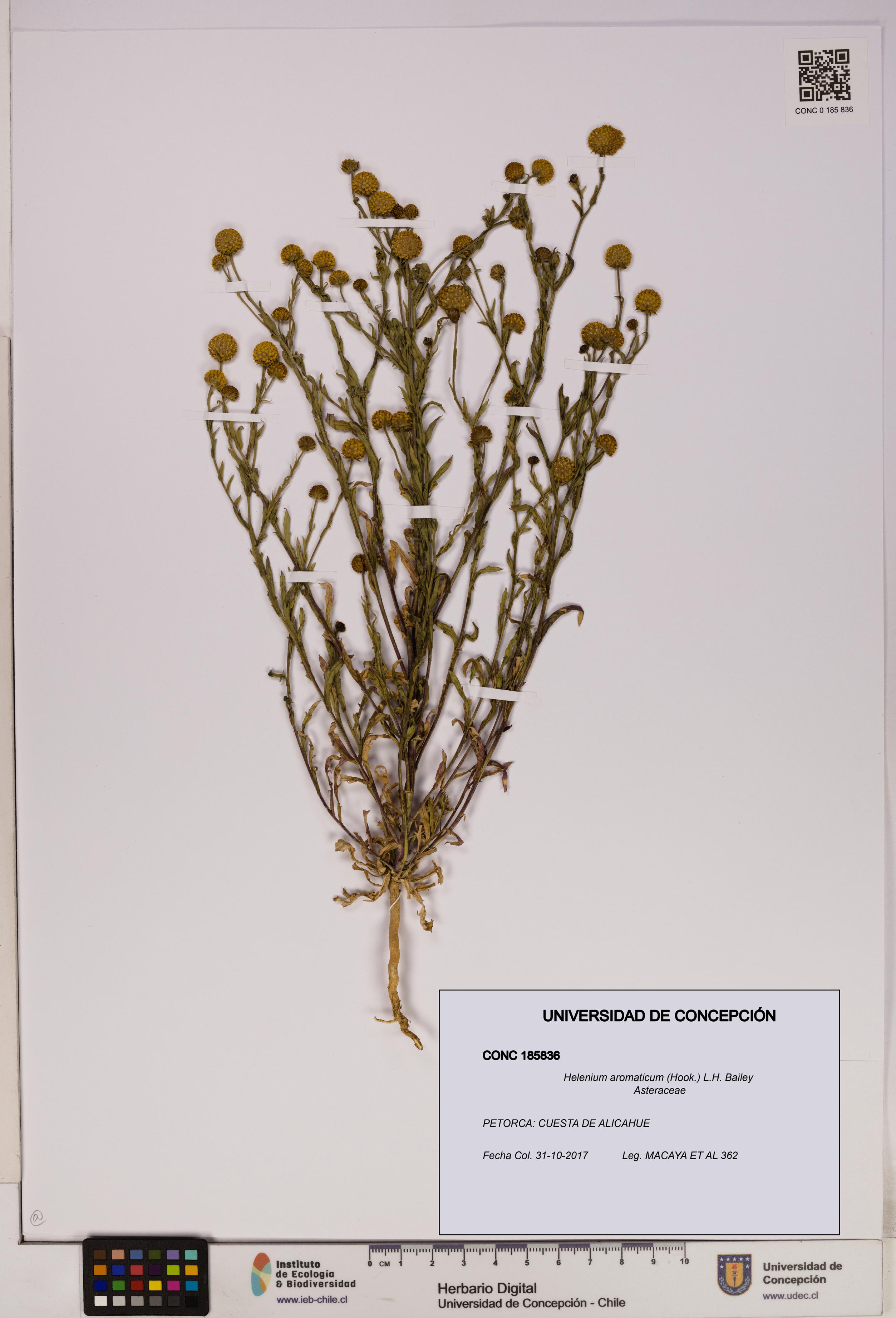 Helenium aromaticum [Espécimen: UDEC:CONC:0185836]