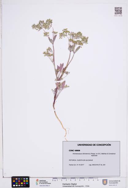 Homalocarpus dichotomus [Espécimen: ]