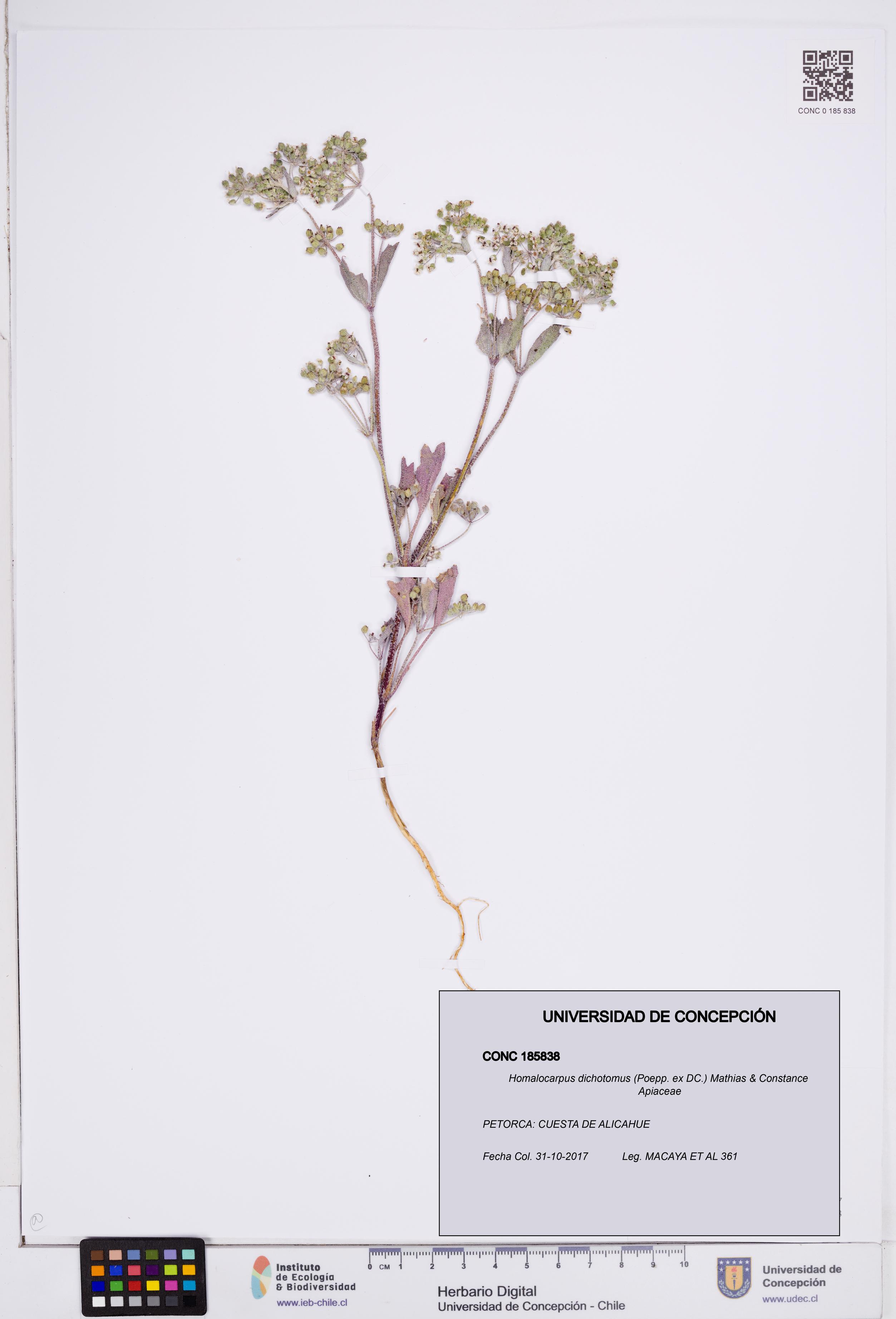 Homalocarpus dichotomus [Espécimen: ]