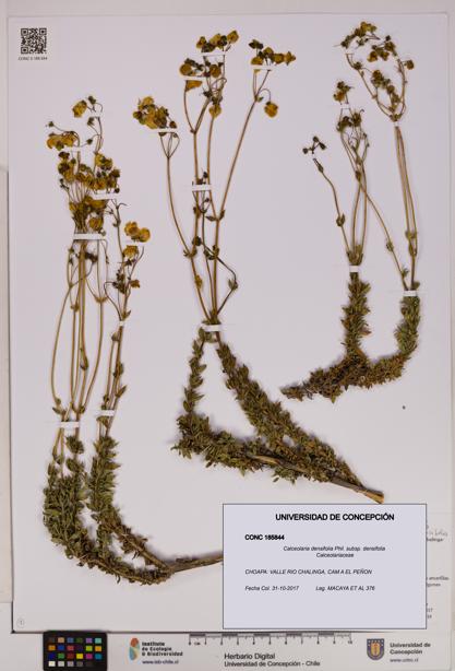 Calceolaria densifolia [Espécimen: UDEC:CONC:0185844]