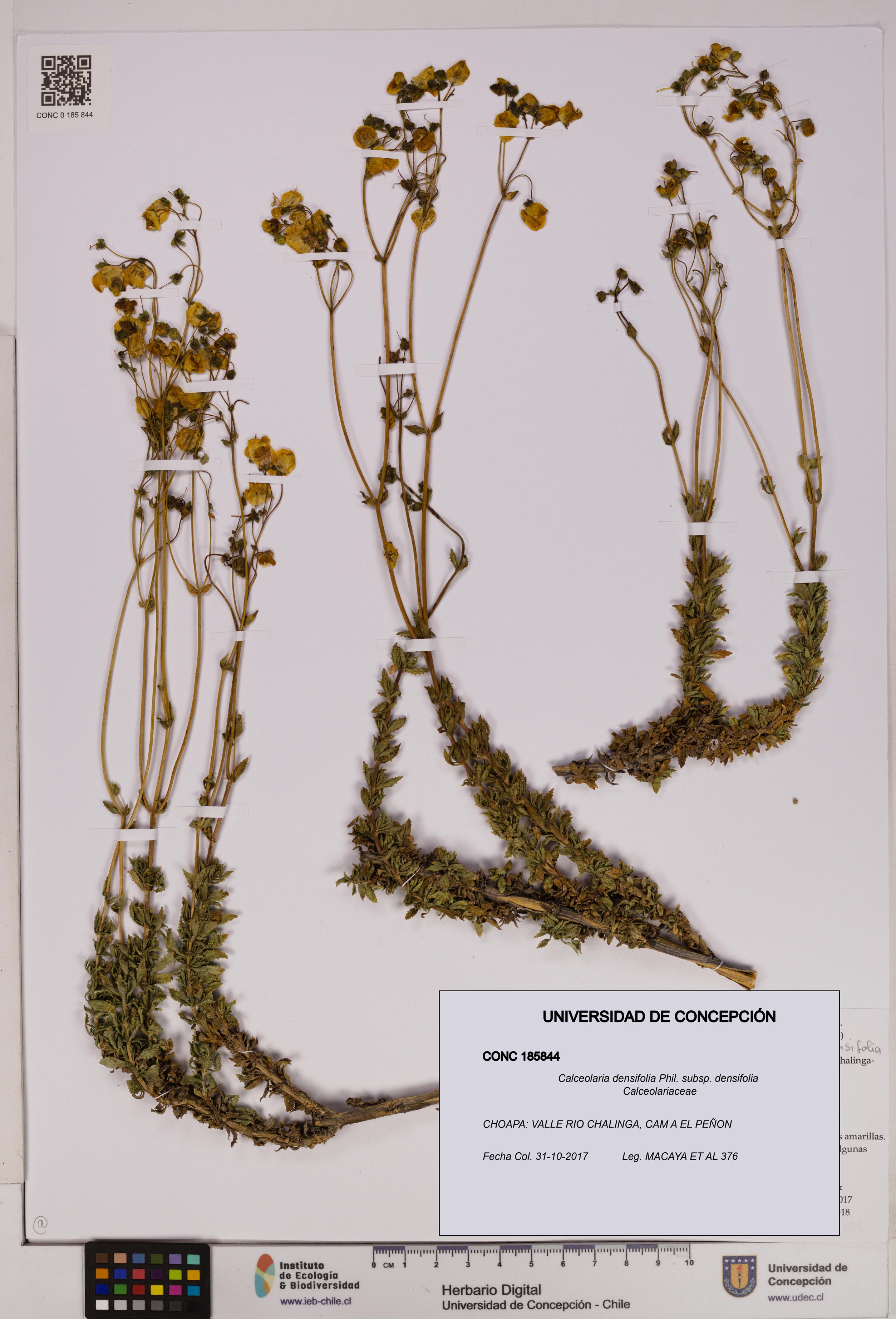 Calceolaria densifolia [Espécimen: UDEC:CONC:0185844]