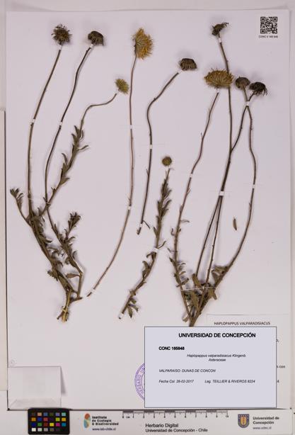 Haplopappus valparadisiacus [Espécimen: UDEC:CONC:0185848]