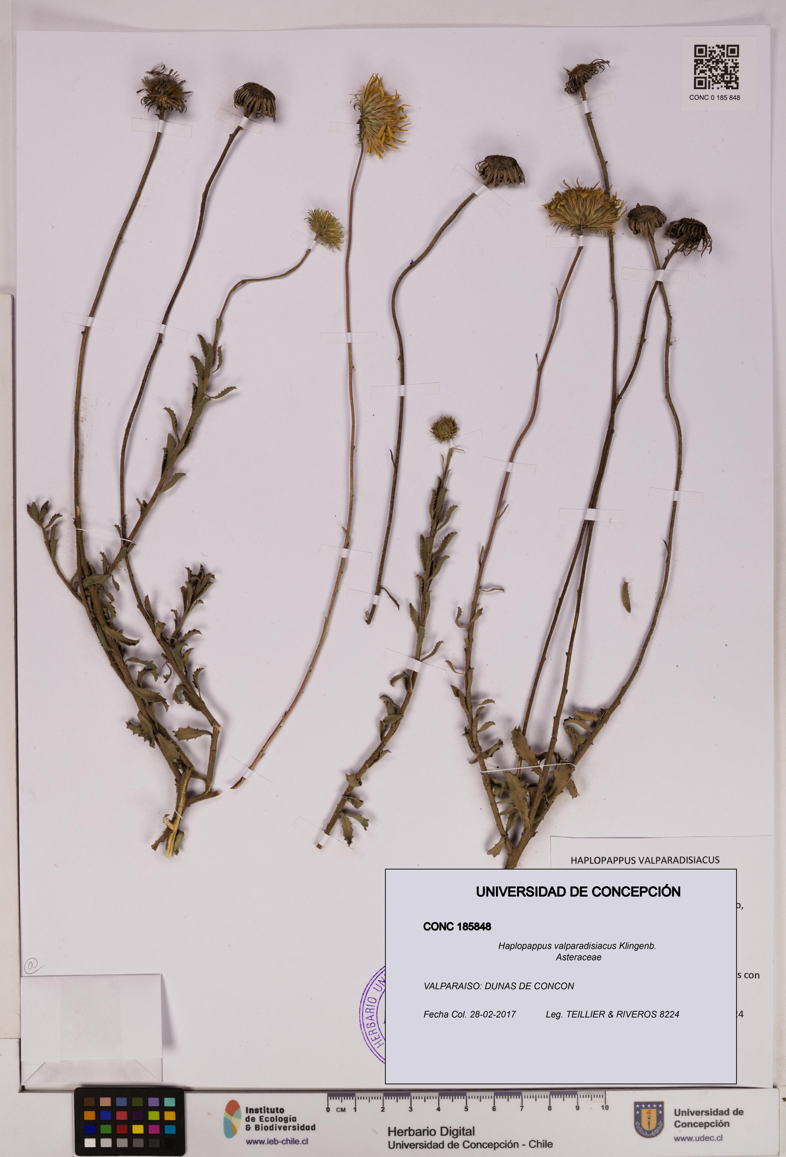 Haplopappus valparadisiacus [Espécimen: UDEC:CONC:0185848]