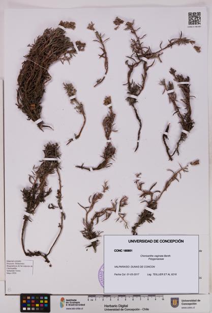 Chorizanthe vaginata [Espécimen: ]