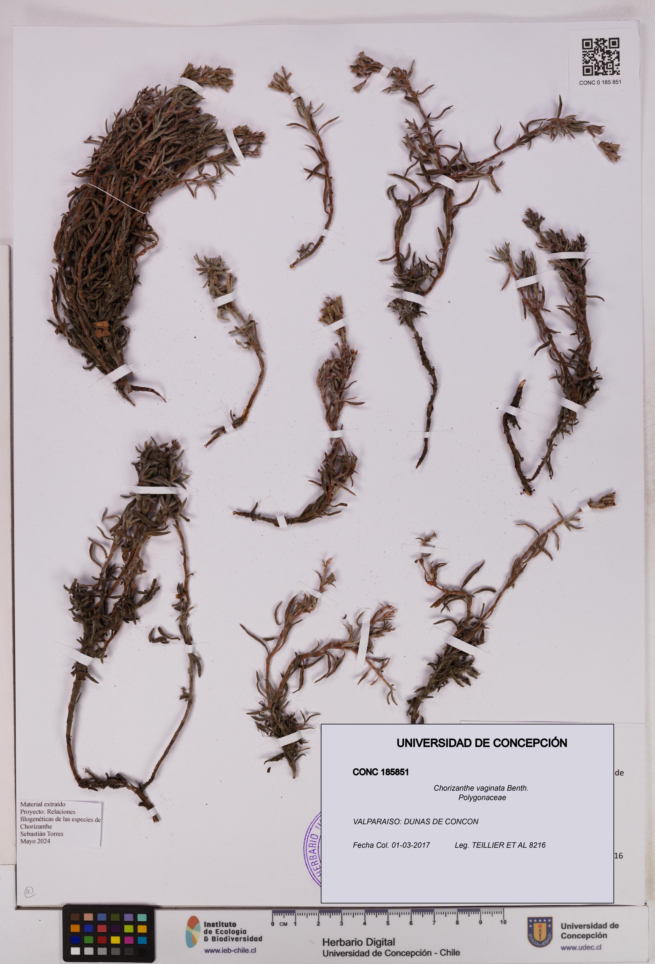 Chorizanthe vaginata [Espécimen: ]