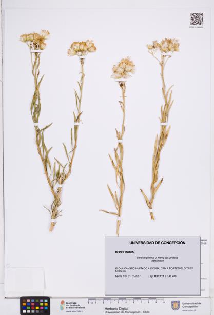 Senecio proteus var. proteus [Espécimen: ]