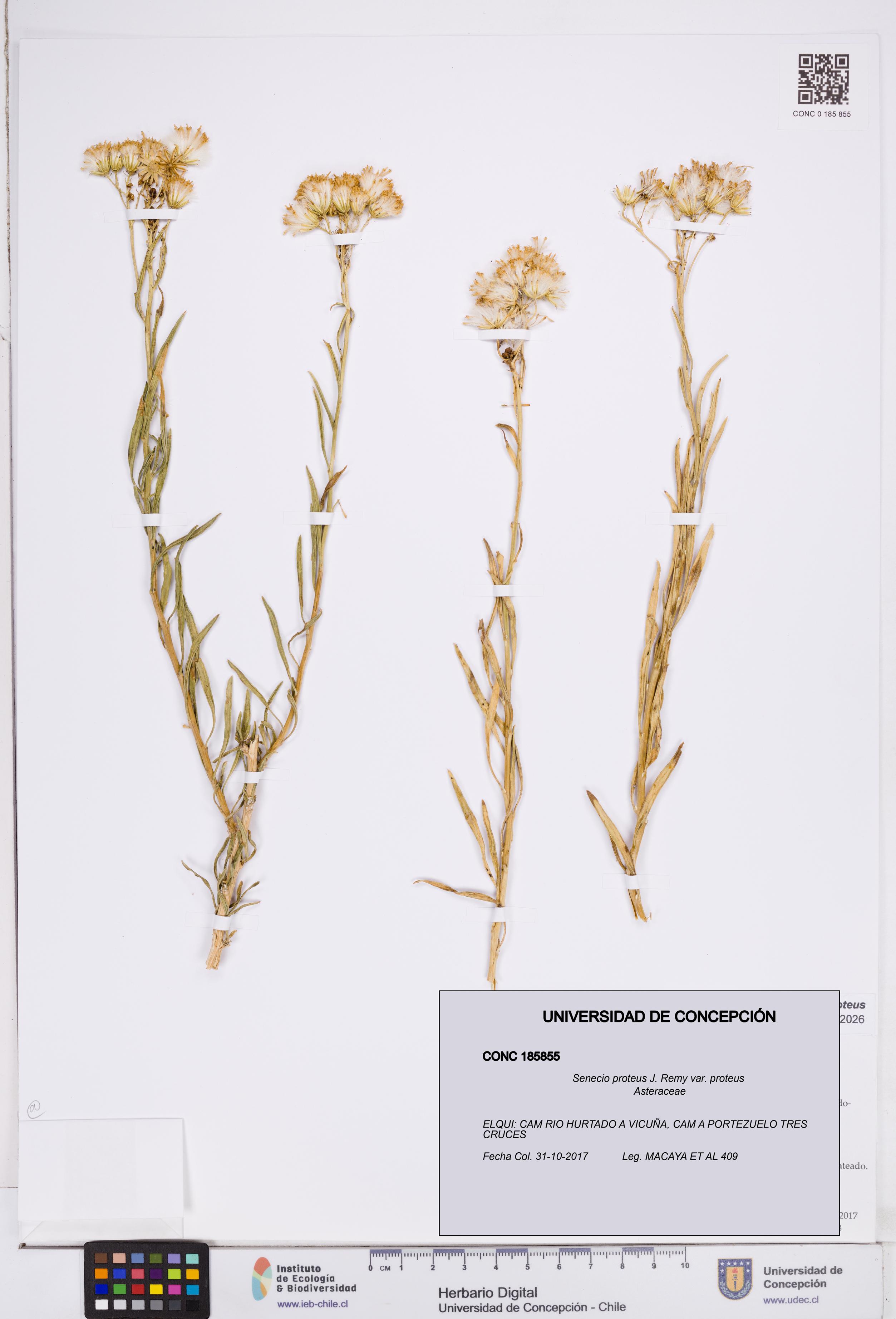 Senecio proteus var. proteus [Espécimen: ]