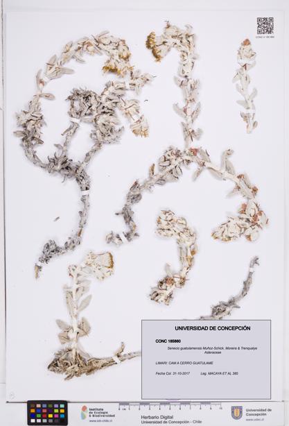 Senecio guatulamensis [Espécimen: ]
