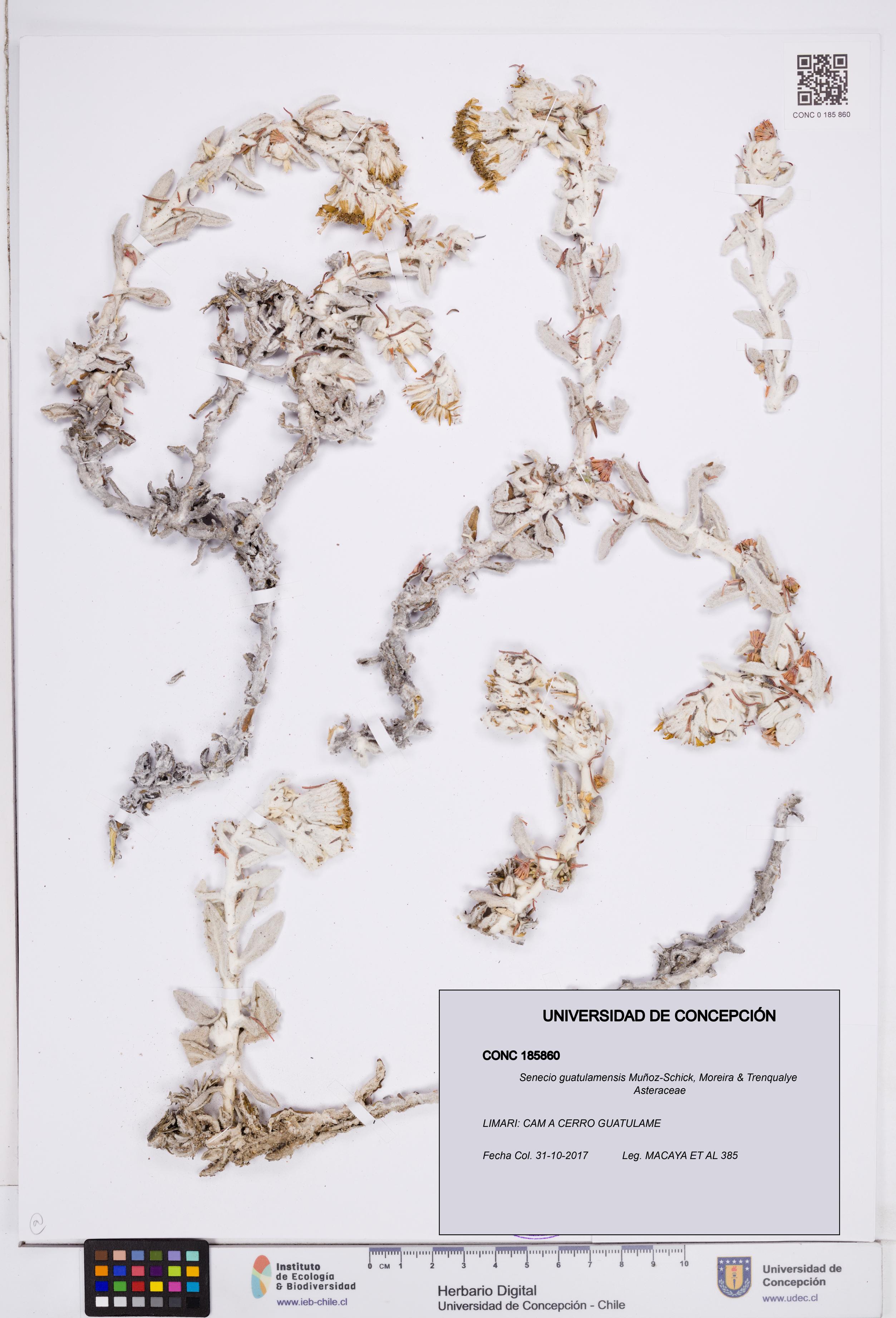 Senecio guatulamensis [Espécimen: ]