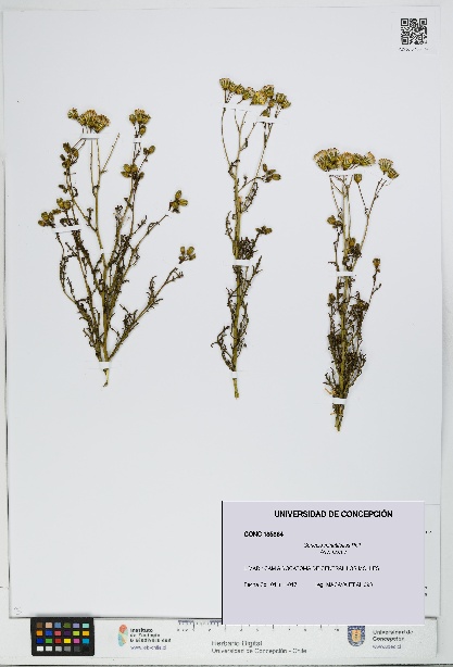 Senecio minutifolius [Espécimen: UDEC:CONC:0185864]