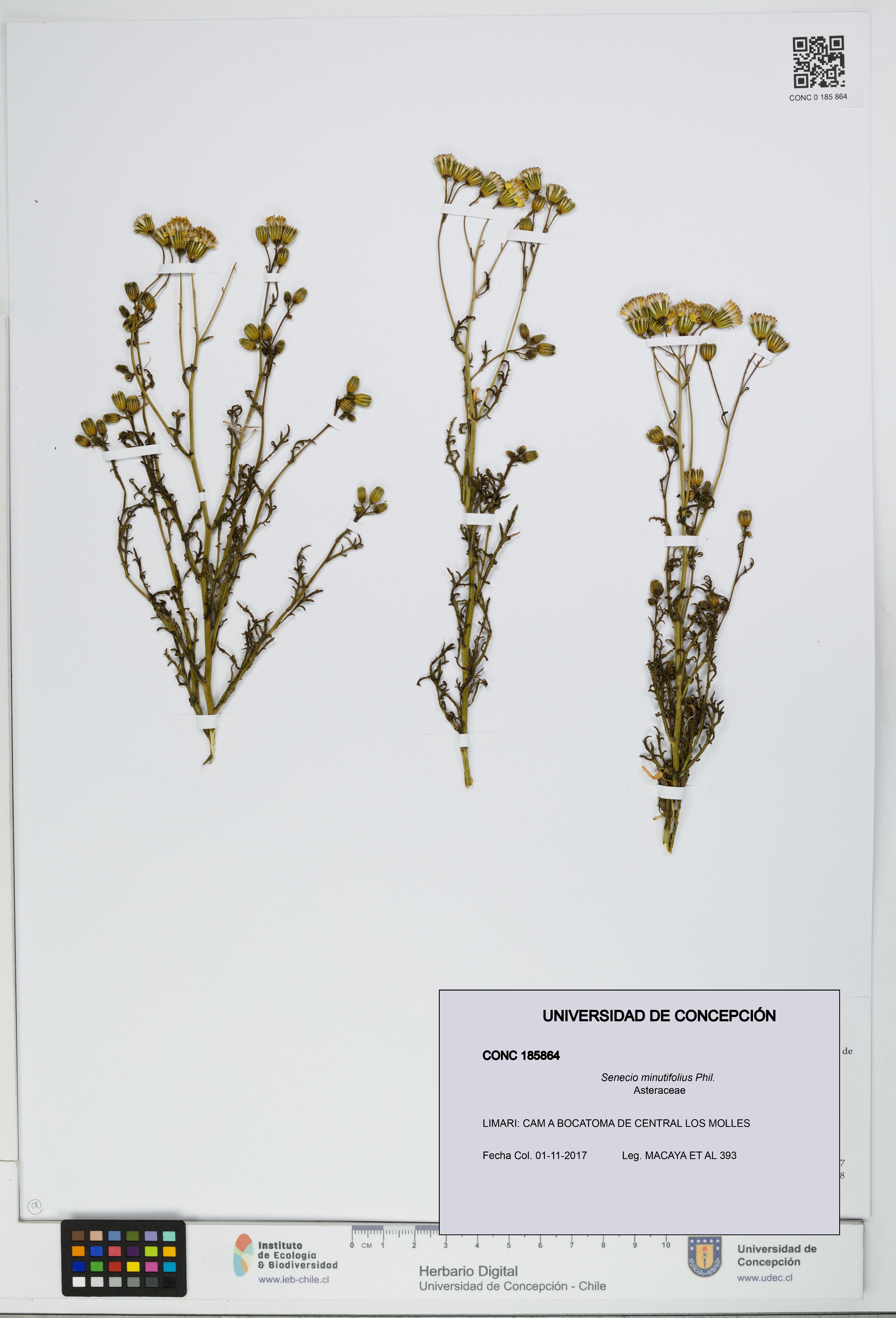 Senecio minutifolius [Espécimen: UDEC:CONC:0185864]